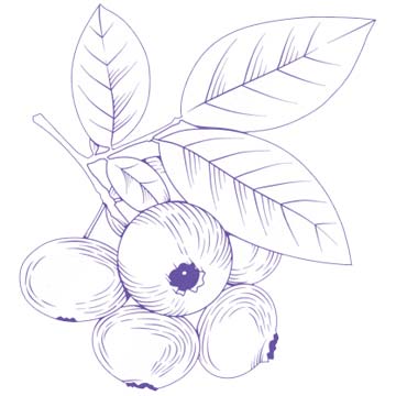 image icon Fresh Blueberries